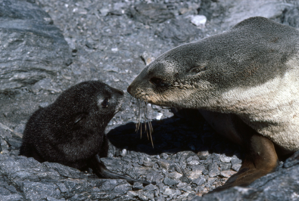 Southern Fur Seals, Arctocephalus Gazella- Antarctic Fur Seal